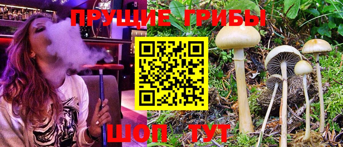Псилоцибиновые грибы Psilocybine cubensis Балаково